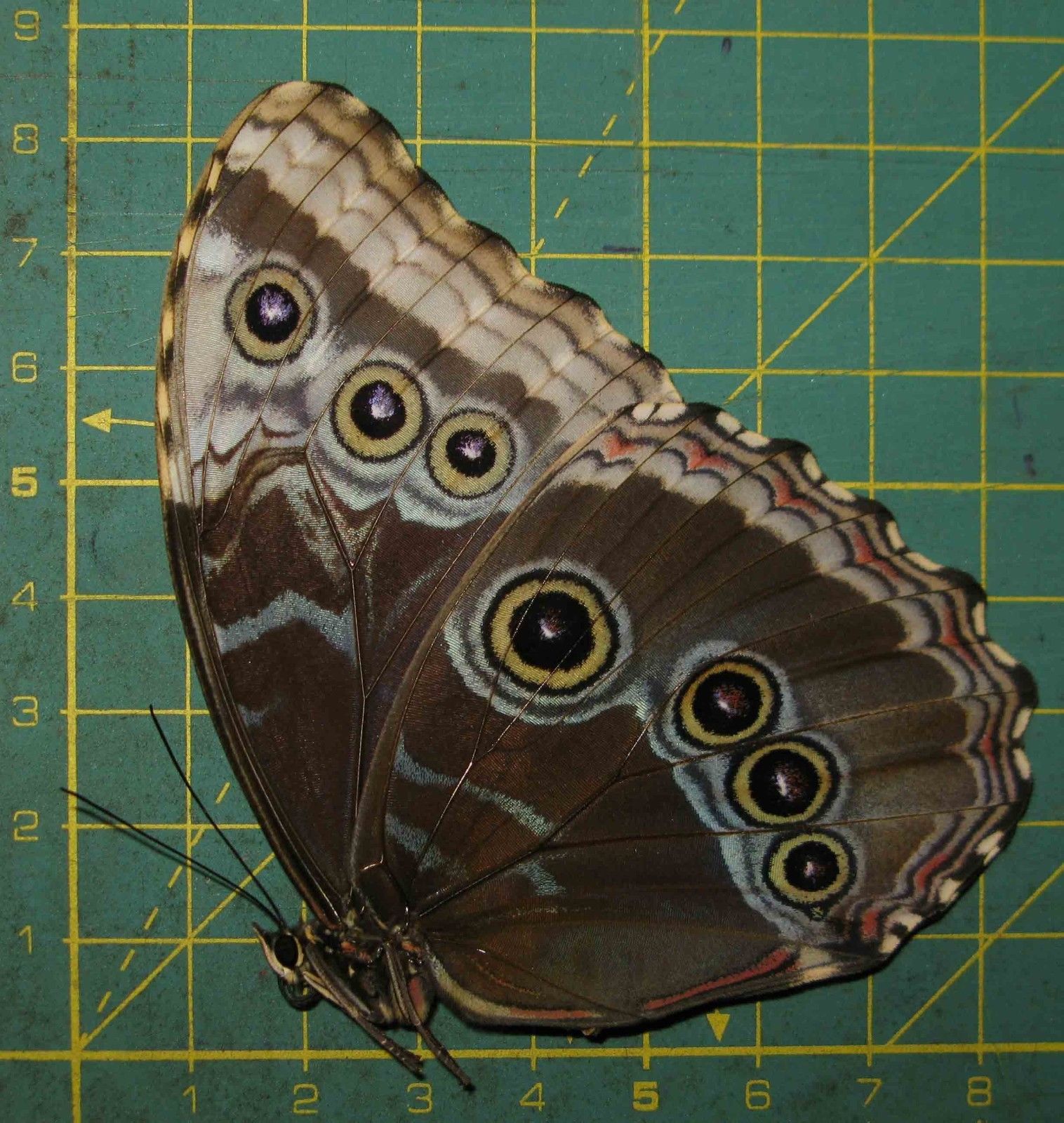 Morpho helenor female (ssp ex pupa aberration giant! cod 476a) Internet Image property of respective owner, non-commercial use only